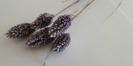 Phalaris lila