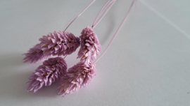 Phalaris licht paars