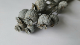 Papaver blauw