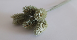Phalaris ijs groen