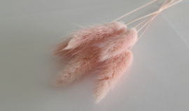 Lagurus poeder roze