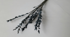 Lavendel blauw