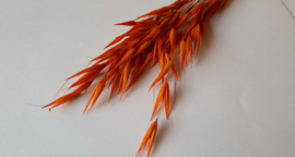 Haver oranje
