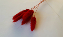 Lagurus rood