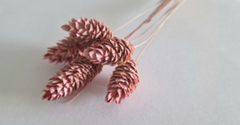 Phalaris roze
