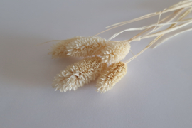 Phalaris wit
