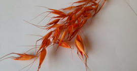 Wilde haver oranje