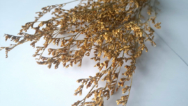 Limonium geel