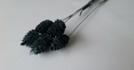 Phalaris donker blauw