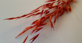 Wilde haver rood