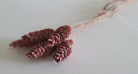 Phalaris oud roze