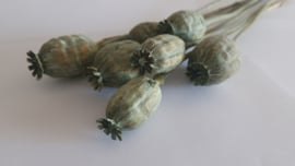 Papaver groen