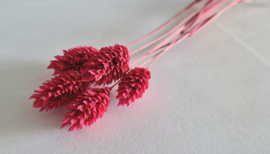 Phalaris donker roze