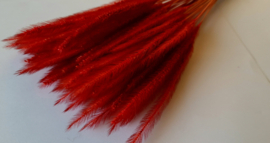 Pluimen rood