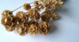 Scabiosa naturel