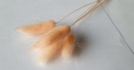 Lagurus meloen