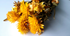 Helichrysum geel