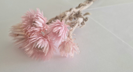 Kaapstad bloem licht roze