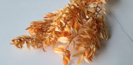 Ruscus licht oranje