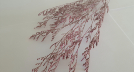 Limonium paars