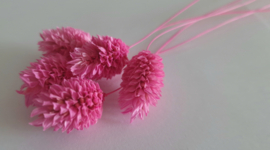 Phalaris fuchsia
