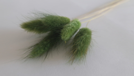 Lagurus donker groen