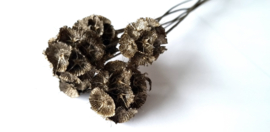 Scabiosa brons