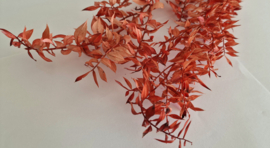 Ruscus rood