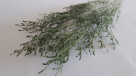 Limonium groen