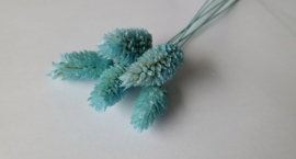 Phalaris aquamarine