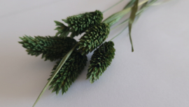 Phalaris donker groen