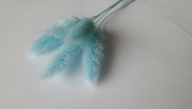 Lagurus aquamarine