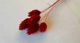 Phalaris rood