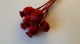 Papaver rood