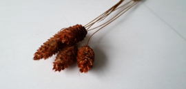 Phalaris terracotta donker
