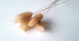 Lagurus naturel