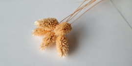 Phalaris meloen