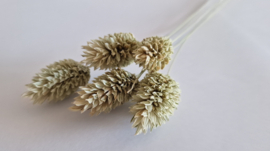 Phalaris naturel