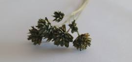 Hill flower groen