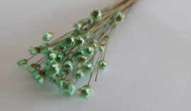 Glixia mint groen