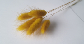 Lagurus mosterd