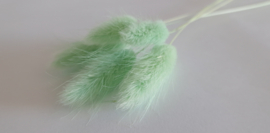 Lagurus mint groen