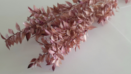 Ruscus lila