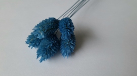 Phalaris parisian blauw