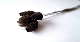 Phalaris donker bruin