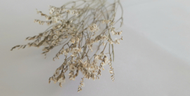 Limonium diamond wit