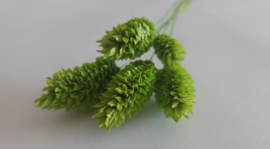 Phalaris appel groen