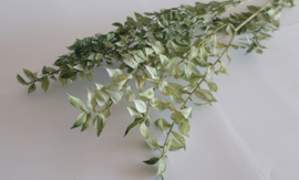 Ruscus groen