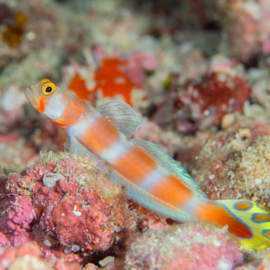 Amblyeleotris Aurora