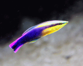 Laborites Phthirophagus